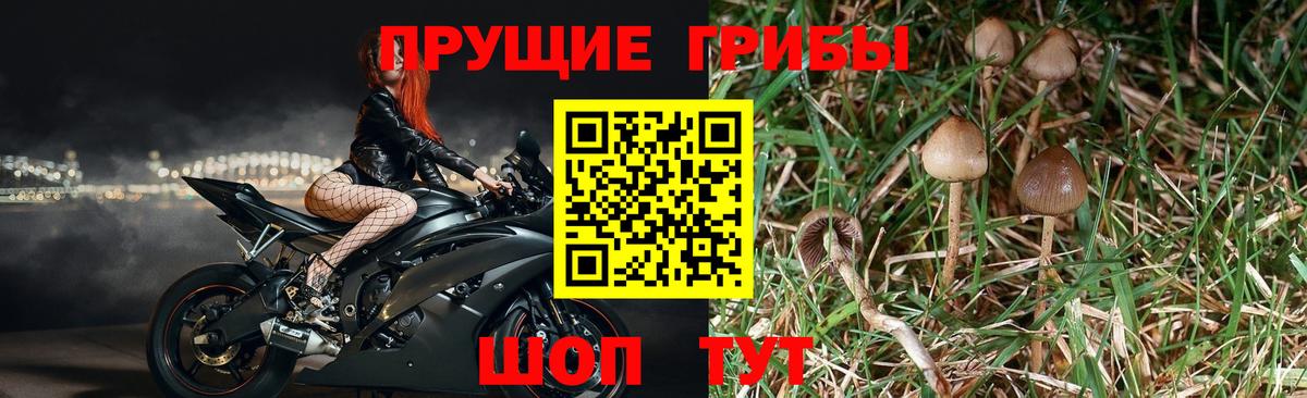 Псилоцибиновые грибы Psilocybine cubensis  Вход с VPN  Новозыбков 