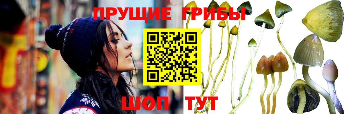 Псилоцибиновые грибы мицелий Новозыбков
